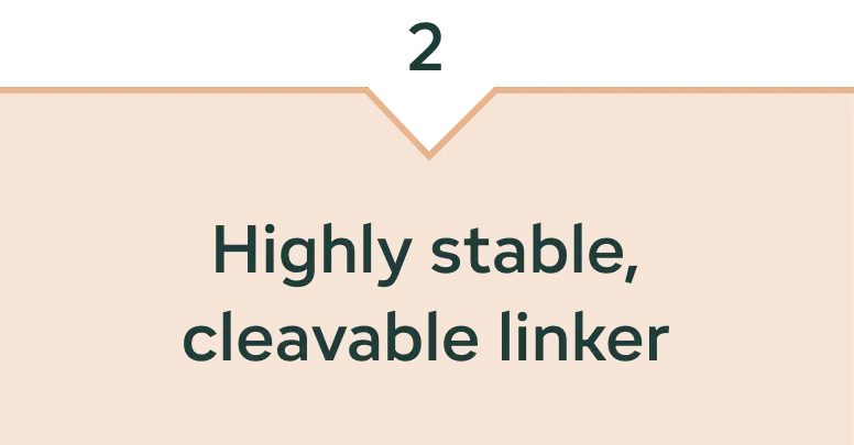 Highly stable, cleavable linker